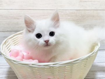 マンチカン(短足)【千葉県・女の子・2021年3月27日・ホワイト（長毛（ロング））】の写真「甘えん坊な短足の白猫マンチカンちゃんです♥」