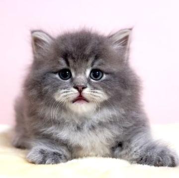 マンチカン【千葉県・男の子・2022年9月20日・ブルータビー（長毛（ロング））】の写真「珍しい短足の白猫マンチカンちゃんです♥」