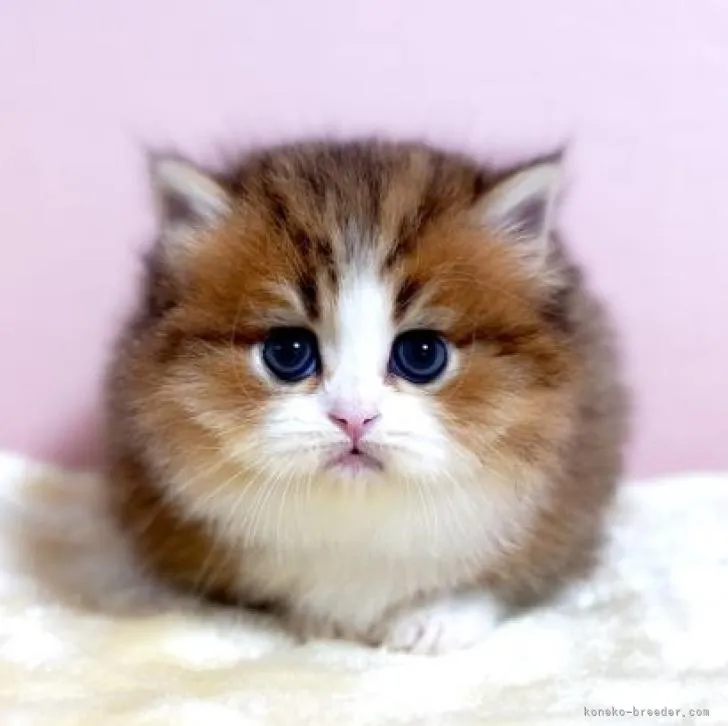 ID：2211-00339の子猫