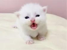 マンチカン(短足)【千葉県・女の子・2021年10月5日・ホワイト】の写真5「10/27撮影」