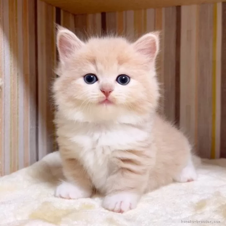 ID：2506-00801の子猫