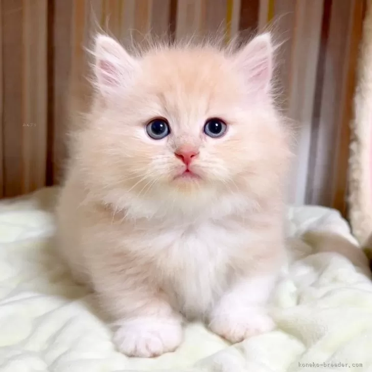 ID：2508-03023の子猫