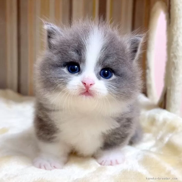E.M 様のお迎えした子猫