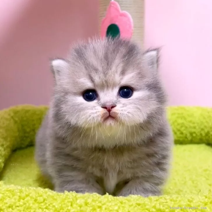 ID：2503-01659の子猫