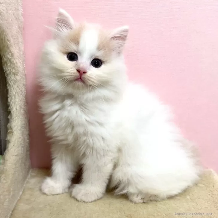 ID：2605-02251の子猫