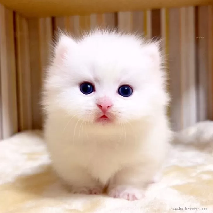 ID：2506-00802の子猫