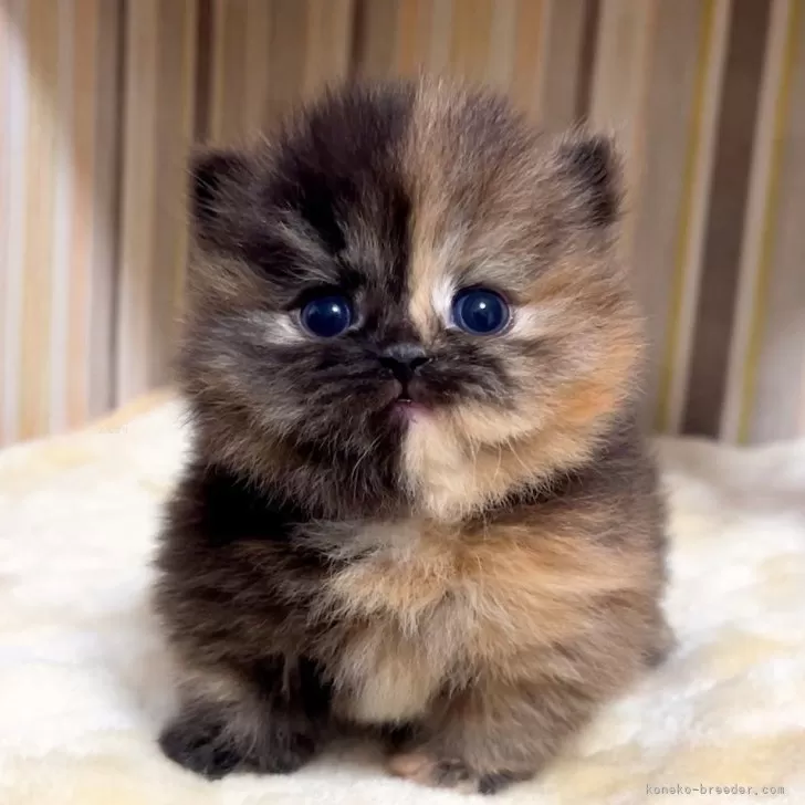 ID：2603-02391の子猫