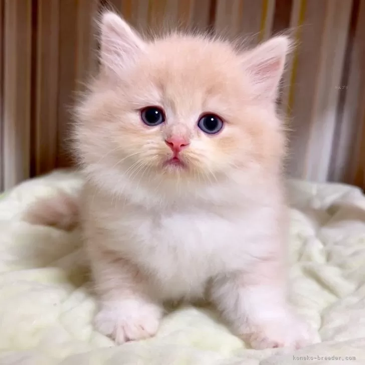 ID：2508-03022の子猫