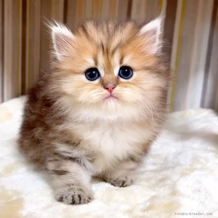 ID：2506-01713の子猫