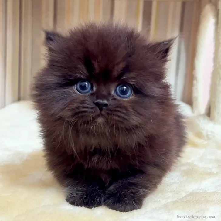 ID：2505-00593の子猫