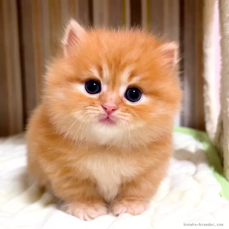 ID：2605-02742の子猫