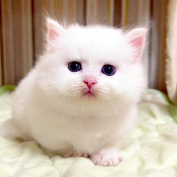 マンチカン(短足)【千葉県・男の子・2025年8月23日・ホワイト（長毛（ロング））】の写真「♥極短足ちゃん♥両親遺伝子検査済み♥」