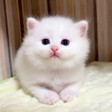 マンチカン(長足)