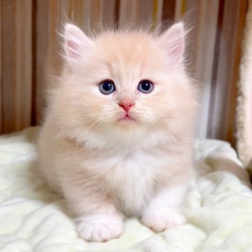 マンチカン(短足)【千葉県・男の子・2025年8月16日・クリームタビーホワイト（長毛（ロング））】の写真「♥短足ちゃん♥両親遺伝子検査済み♥」