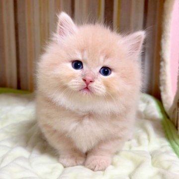 マンチカン(短足)【千葉県・女の子・2025年8月12日・クリームタビー（長毛（ロング））】の写真「♥短足ちゃん♥両親遺伝子検査済み♥」