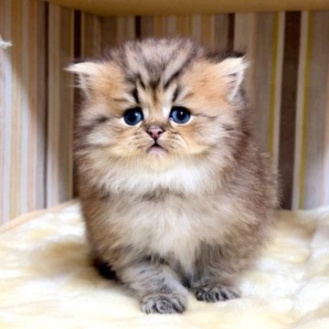 ミヌエット(長足)【千葉県・男の子・2025年11月18日・チンチラゴールデン（長毛（ロング））】の写真「♥小柄な極短足ちゃん♥両親遺伝子検査済み♥」