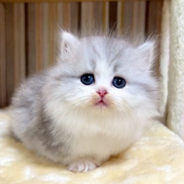 マンチカン(短足)【千葉県・女の子・2025年9月29日・シルバーパッチドタビーホワイト（長毛（ロング））】の写真「♥短足ちゃん♥両親遺伝子検査済み♥」