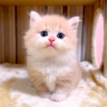 マンチカン(短足)【千葉県・女の子・2025年4月1日・クリームタビーホワイト（長毛（ロング））】の写真「♥短足♥両親遺伝子検査済み♥」