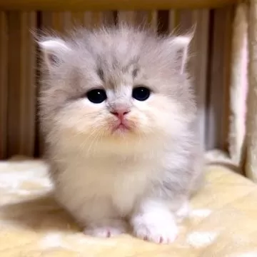 短毛ちゃんにも♥️中世ヨーロッパ風チョーカー(ホワイト①)わんちゃん猫ちゃん用 短毛ちゃんにも♥️中世ヨーロッパ風チョーカー(ホワイト②)わん