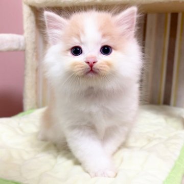 マンチカン(長足)