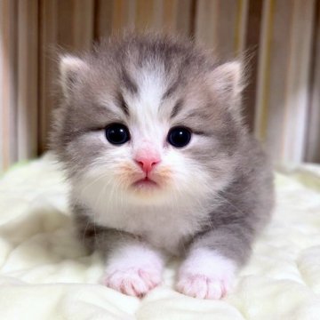 マンチカン(長足)