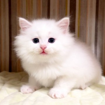 マンチカン(長足)