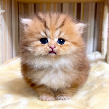 ペルシャ(チンチラ)【千葉県・女の子・2025年11月15日・チンチラゴールデン（長毛（ロング））】の写真「クリクリな瞳のチンチラちゃんです♥」