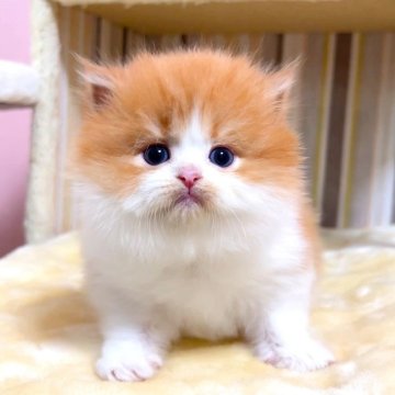 マンチカン(長足)【千葉県・女の子・2025年9月28日・レッドタビーホワイト（長毛（ロング））】の写真「♥短足ちゃん♥両親遺伝子検査済み♥」