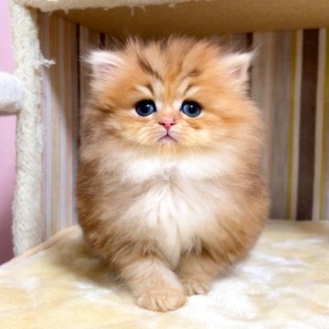 ペルシャ(チンチラ)【千葉県・女の子・2025年11月15日・チンチラゴールデン（長毛（ロング））】の写真「クリクリな瞳のチンチラちゃんです♥」