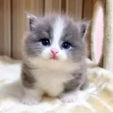 マンチカン(短足)