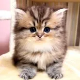 ペルシャ(チンチラ)