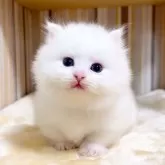 マンチカン(短足)