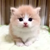 マンチカン(短足)