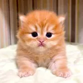 マンチカン(短足)