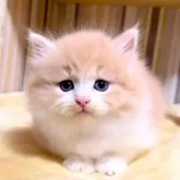 マンチカン(短足)