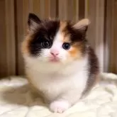 マンチカン(短足)