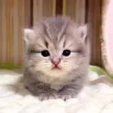 マンチカン(短足)