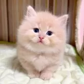 マンチカン(短足)