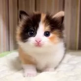 マンチカン(短足)