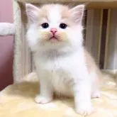 マンチカン(長足)