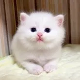 マンチカン(長足)