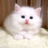 マンチカン(長足)