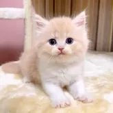 マンチカン(長足)