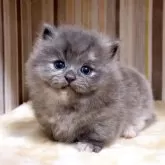 マンチカン(短足)