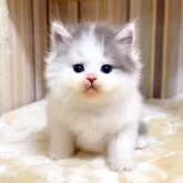 マンチカン(長足)