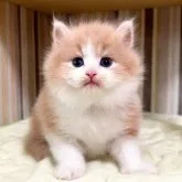 マンチカン(長足)