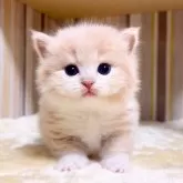 マンチカン(短足)