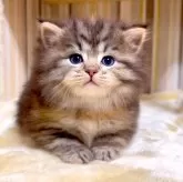 マンチカン(長足)【千葉県・女の子・2025年2月11日・ブラウンパッチドタビー】の写真1