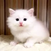 マンチカン(長足)