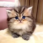 ペルシャ(チンチラ)